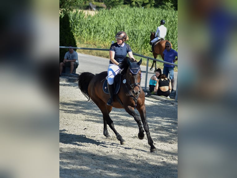 KWPN Caballo castrado 13 años 174 cm Castaño in Herdwangen-Schönach