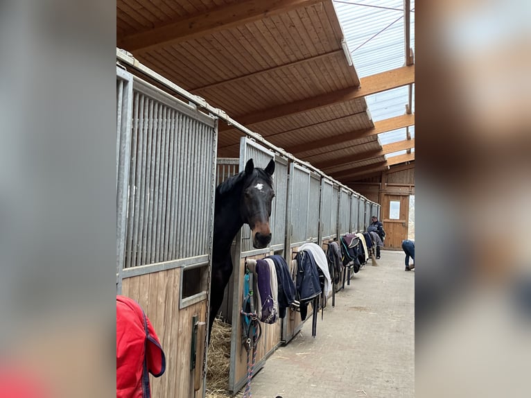 KWPN Caballo castrado 13 años 174 cm Castaño in Herdwangen-Schönach