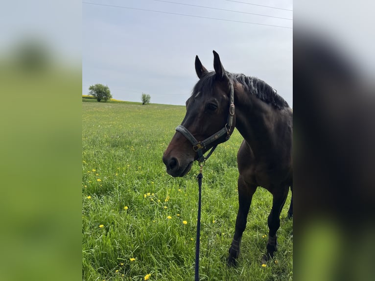 KWPN Caballo castrado 13 años 174 cm Castaño in Herdwangen-Schönach