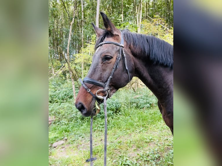 KWPN Caballo castrado 13 años 174 cm Castaño in Herdwangen-Schönach