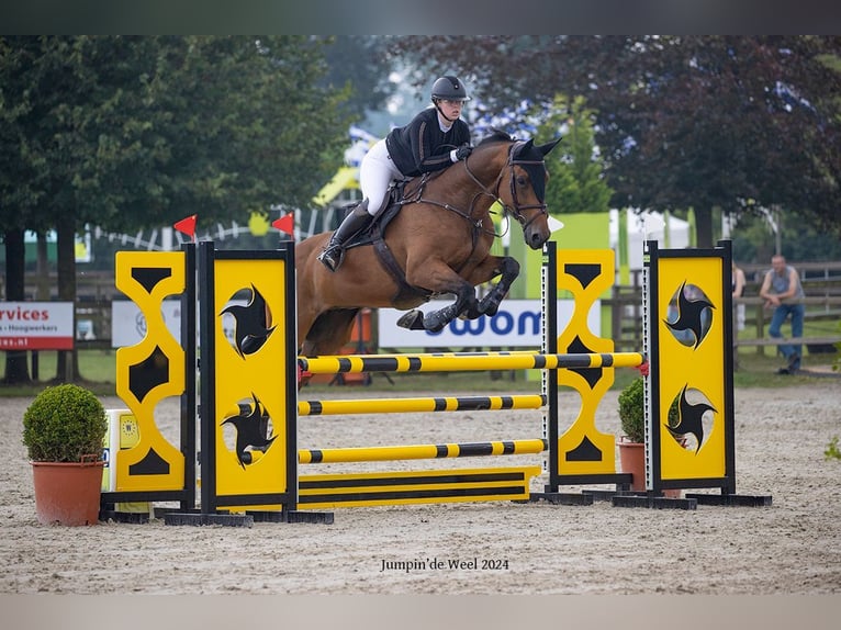 KWPN Caballo castrado 13 años 174 cm Castaño in Middelburg