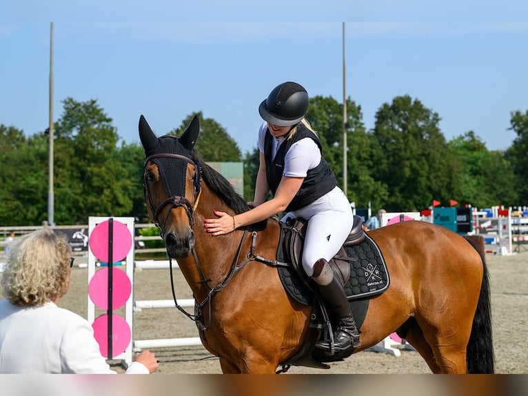 KWPN Caballo castrado 13 años 174 cm Castaño in Middelburg