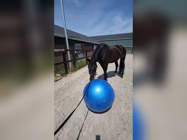 KWPN Caballo castrado 13 años 174 cm Castaño oscuro in Moordrecht