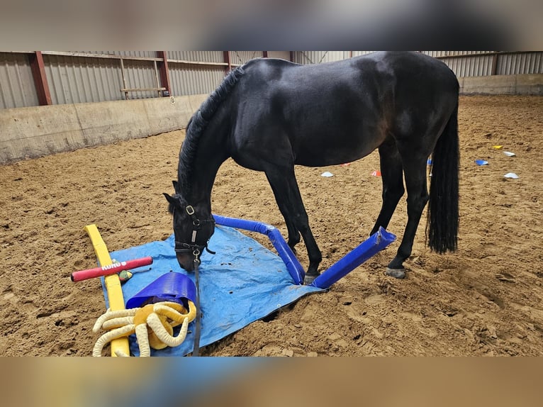 KWPN Caballo castrado 13 años 174 cm Castaño oscuro in Moordrecht