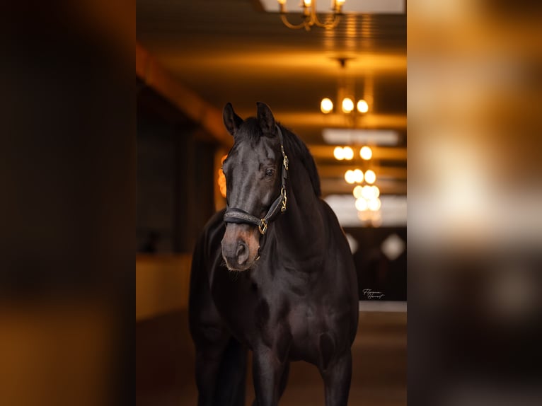 KWPN Caballo castrado 13 años 174 cm Castaño oscuro in Moordrecht