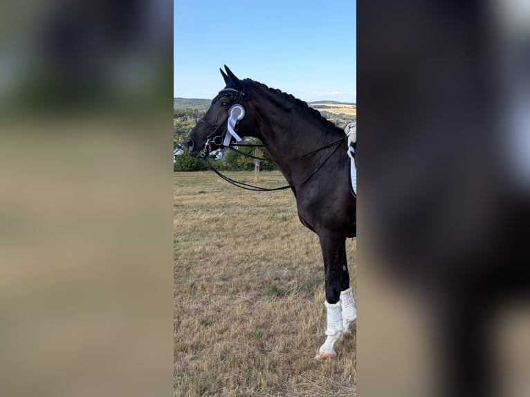 KWPN Caballo castrado 13 años 174 cm Negro in Beselich