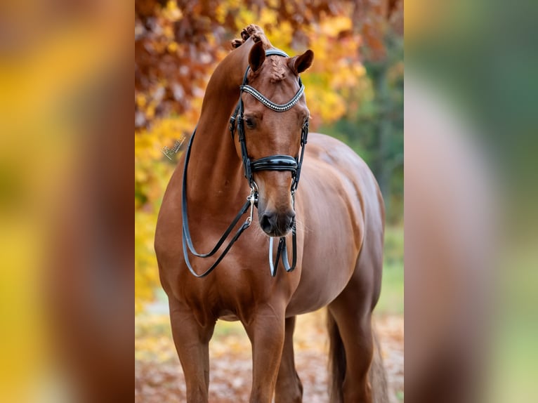 KWPN Caballo castrado 13 años 175 cm Alazán in Peer