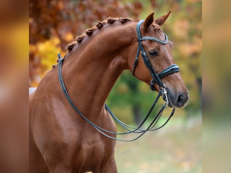 KWPN Caballo castrado 13 años 175 cm Alazán in Peer
