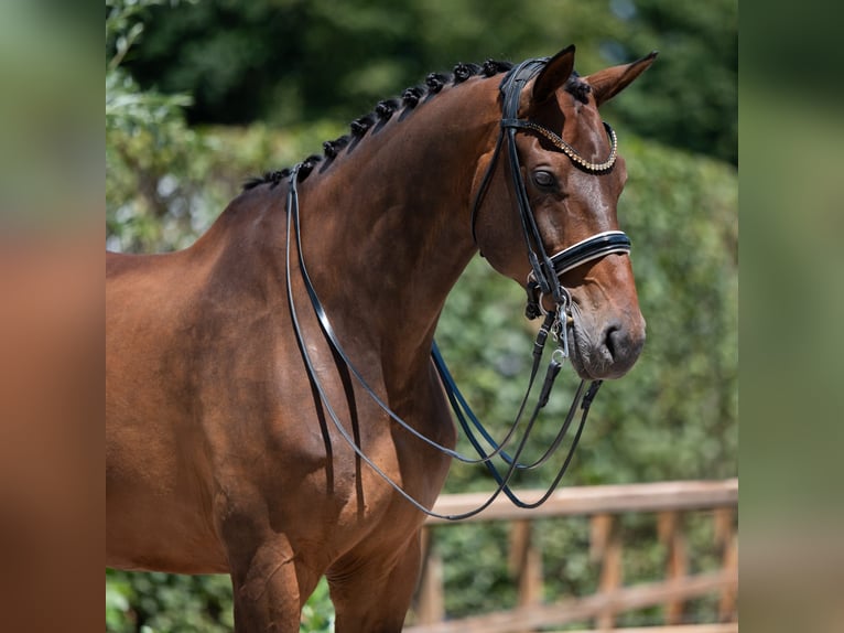 KWPN Caballo castrado 13 años 175 cm Castaño in Susteren