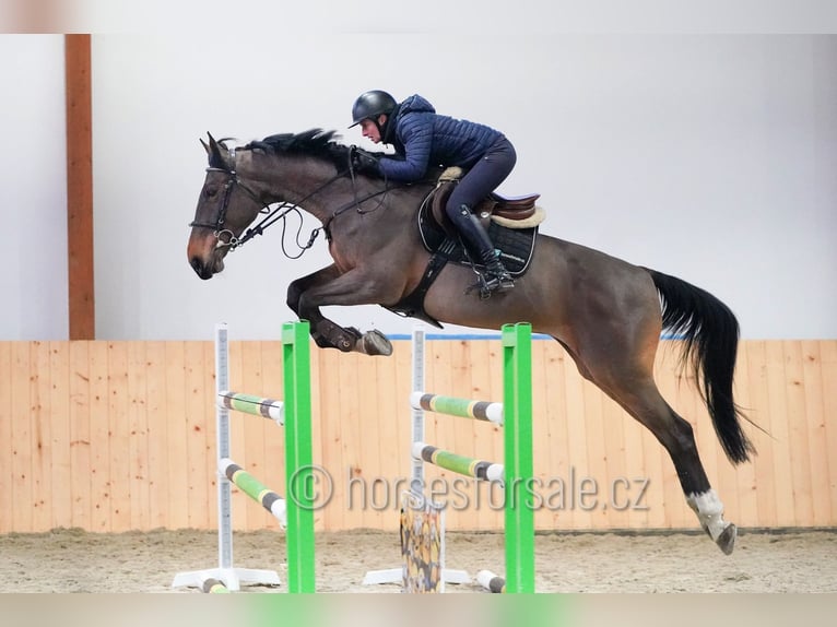 KWPN Caballo castrado 13 años 175 cm Castaño in Region Prag