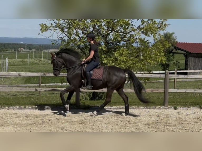 KWPN Caballo castrado 13 años 175 cm Negro in Train