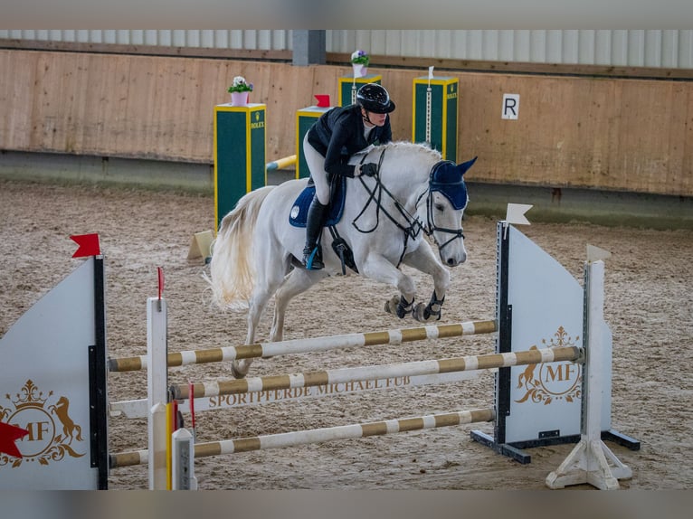 KWPN Caballo castrado 13 años 175 cm Tordo in Heidenheim an der Brenz KWPN Caballo castrado 13 años 175 cm Tordo in Heidenheim an der Brenz