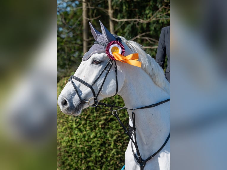 KWPN Caballo castrado 13 años 175 cm Tordo in Heidenheim an der Brenz KWPN Caballo castrado 13 años 175 cm Tordo in Heidenheim an der Brenz