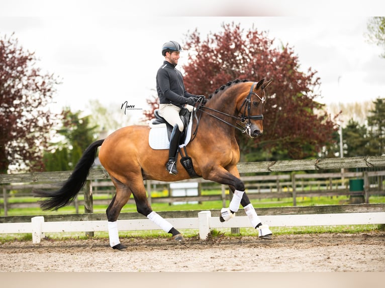 KWPN Caballo castrado 13 años 176 cm Castaño oscuro in Boven-Leeuwen