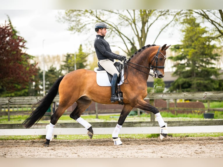 KWPN Caballo castrado 13 años 176 cm Castaño oscuro in Boven-Leeuwen