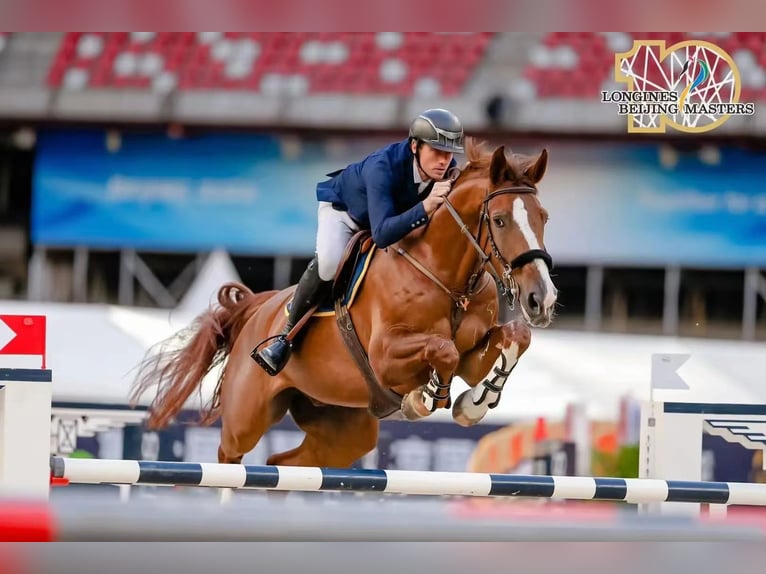 KWPN Caballo castrado 13 años 184 cm Alazán-tostado in Hong Kong