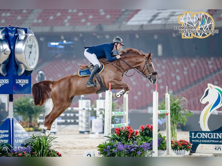 KWPN Caballo castrado 13 años 184 cm Alazán-tostado in Hong Kong