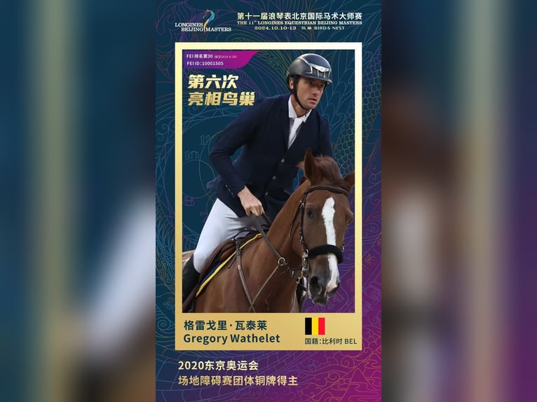 KWPN Caballo castrado 13 años 184 cm Alazán-tostado in Hong Kong