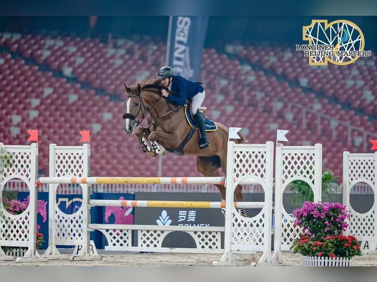 KWPN Caballo castrado 13 años 184 cm Alazán-tostado in Hong Kong