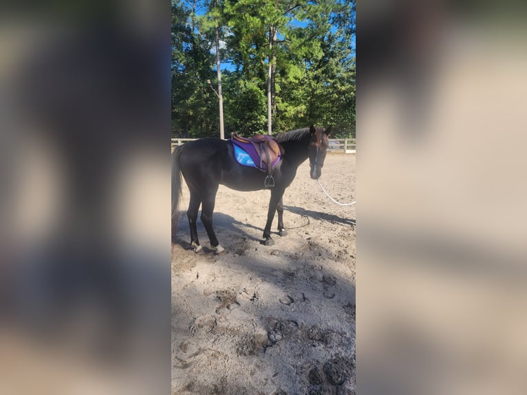 KWPN Caballo castrado 14 años 152 cm Negro in Bloomingdale