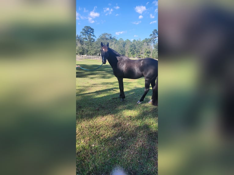 KWPN Caballo castrado 14 años 152 cm Negro in Bloomingdale