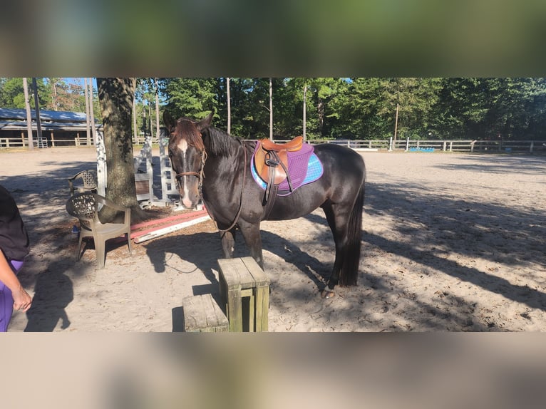 KWPN Caballo castrado 14 años 152 cm Negro in Bloomingdale