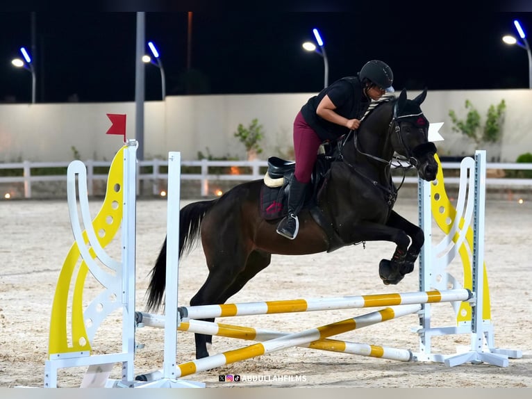 KWPN Mestizo Caballo castrado 14 años 160 cm Castaño oscuro in riyadh