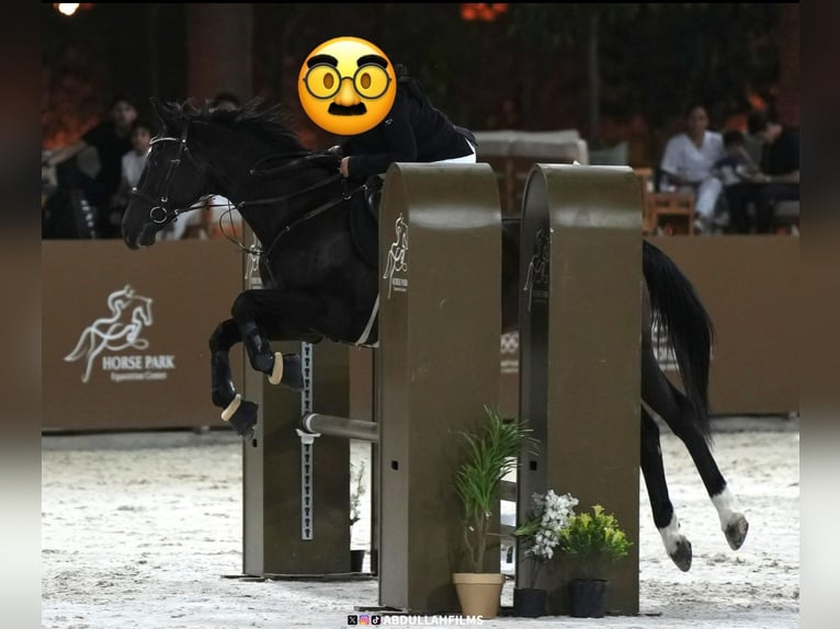 KWPN Mestizo Caballo castrado 14 años 160 cm Castaño oscuro in riyadh