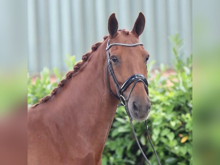 KWPN Caballo castrado 14 años 163 cm Alazán in Elim