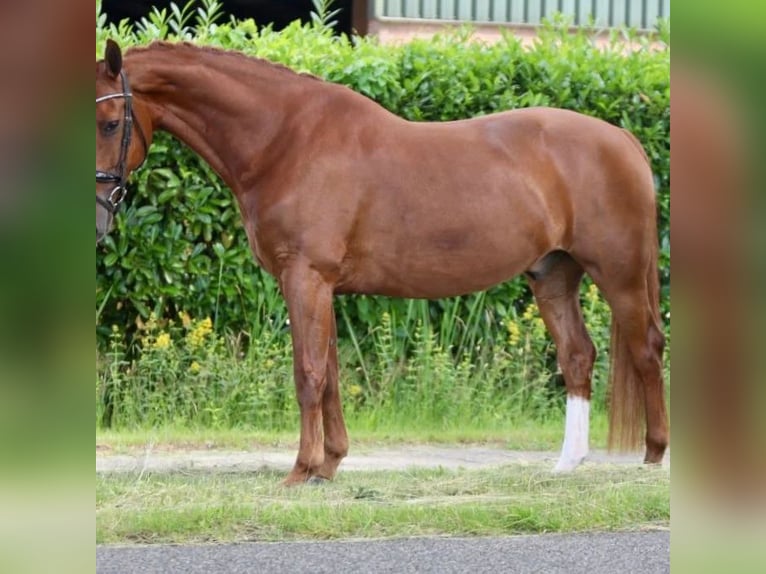 KWPN Caballo castrado 14 años 163 cm Alazán in Elim