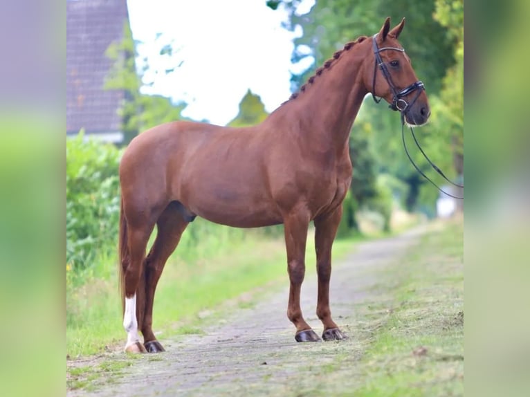 KWPN Caballo castrado 14 años 163 cm Alazán in Elim