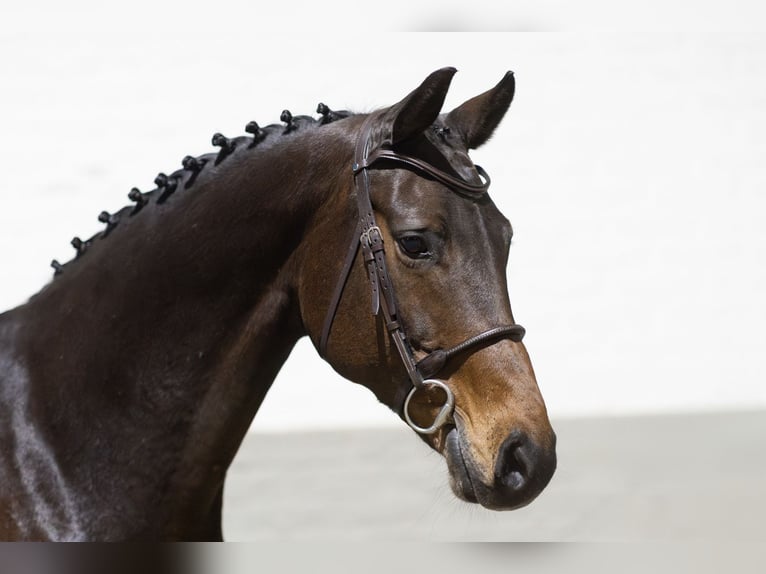 KWPN Caballo castrado 14 años 163 cm Castaño oscuro in Heerde