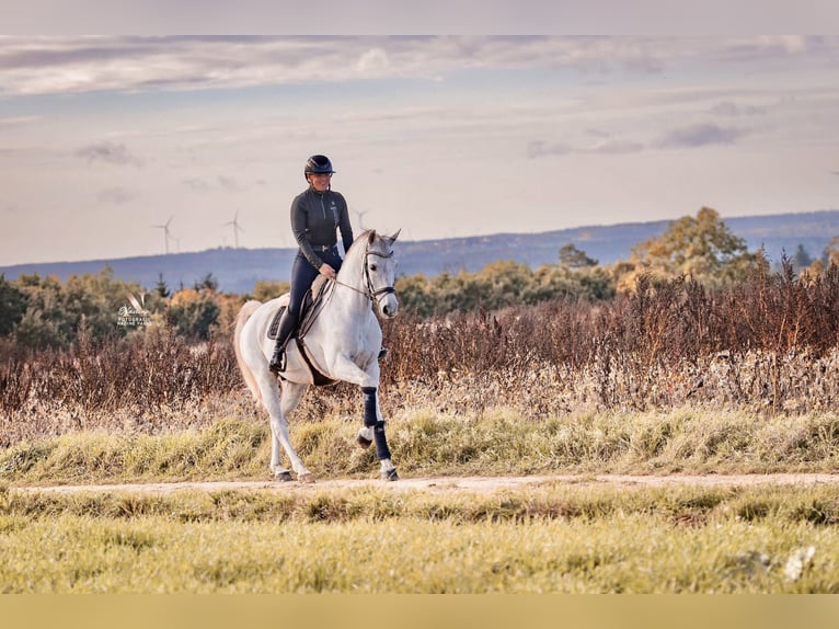 KWPN Caballo castrado 14 años 164 cm Tordo in Dinkelsbühl