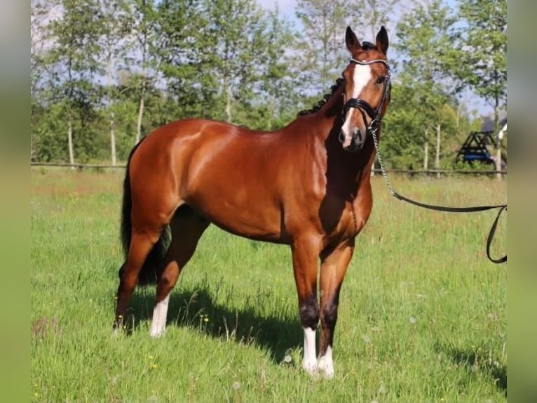 KWPN Caballo castrado 14 años 165 cm Castaño in Harkema