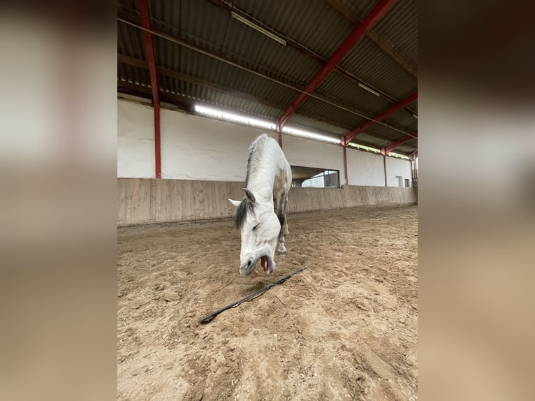 KWPN Mestizo Caballo castrado 14 años 165 cm Tordo rodado in Hügelsheim