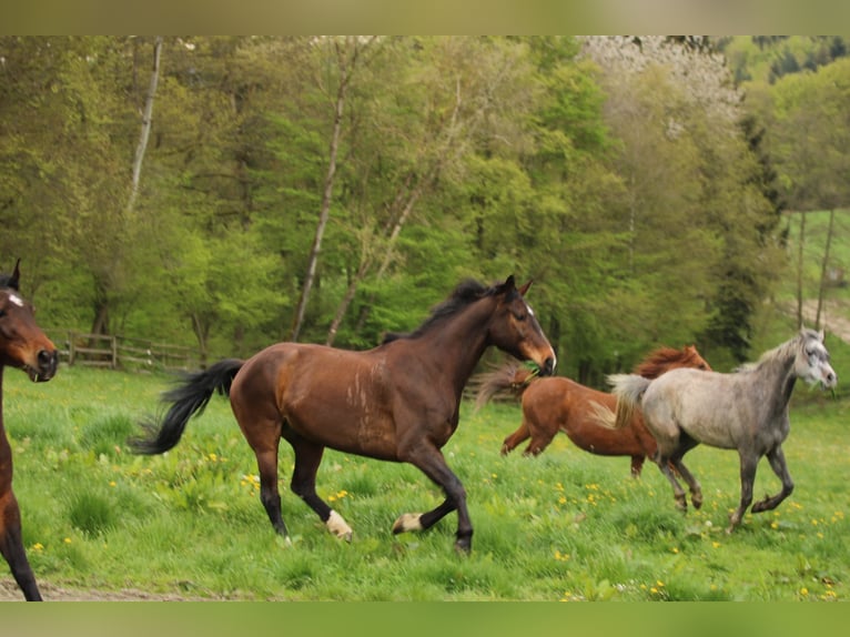 KWPN Caballo castrado 14 años 166 cm Castaño oscuro in Boppard