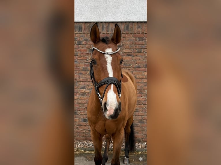 KWPN Caballo castrado 14 años 167 cm Castaño in Niederkassel