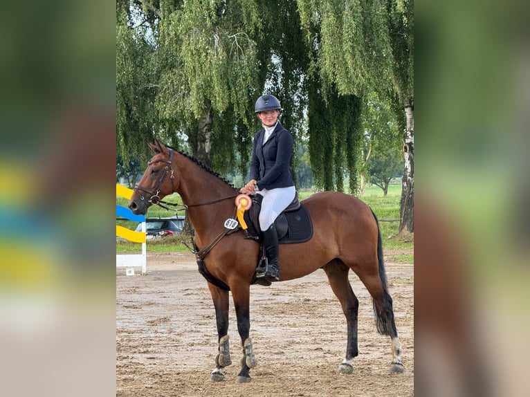 KWPN Caballo castrado 14 años 167 cm Castaño in Kevelaer