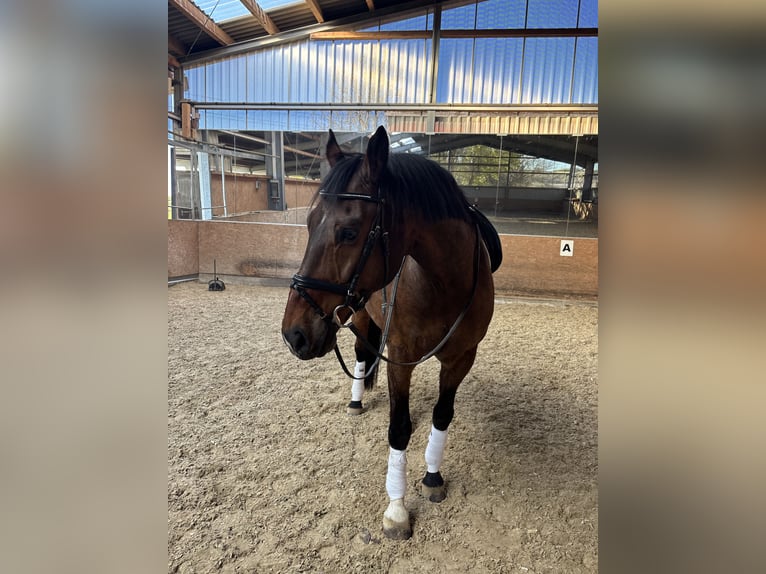 KWPN Caballo castrado 14 años 168 cm Castaño in Tuningen