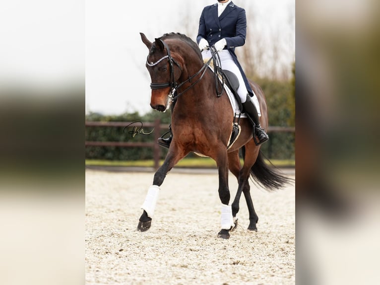 KWPN Caballo castrado 14 años 168 cm Castaño in Wergea