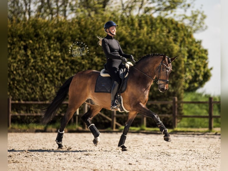 KWPN Caballo castrado 14 años 168 cm Castaño in Wergea