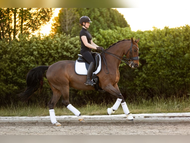 KWPN Caballo castrado 14 años 168 cm Castaño in Zandhoven