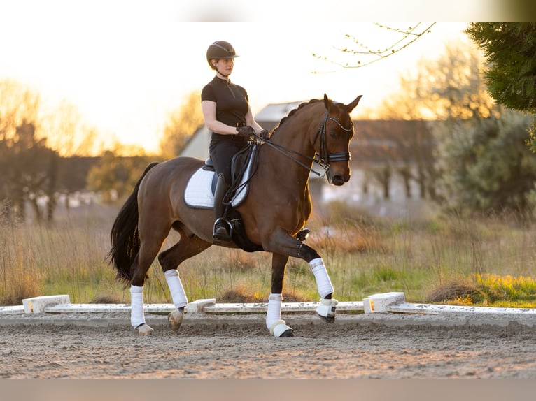 KWPN Caballo castrado 14 años 168 cm Castaño in Zandhoven