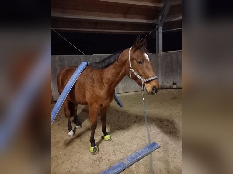 KWPN Caballo castrado 14 años 170 cm Castaño in Kißlegg