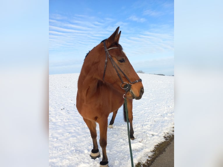 KWPN Caballo castrado 14 años 170 cm Castaño in Kißlegg