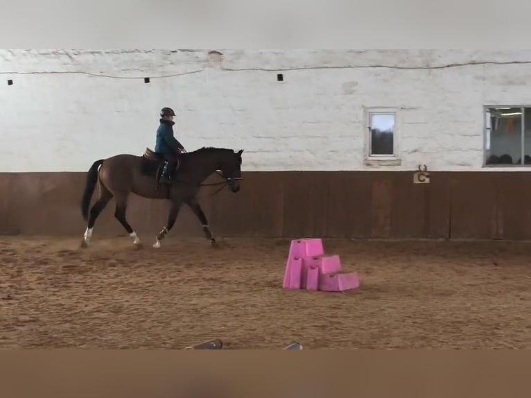 KWPN Caballo castrado 14 años 170 cm Castaño in Braunschweig