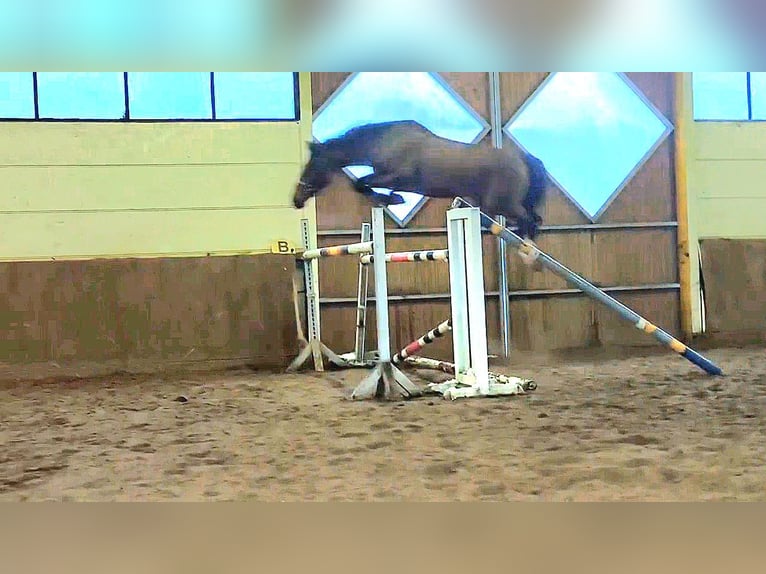 KWPN Caballo castrado 14 años 170 cm Castaño in Braunschweig