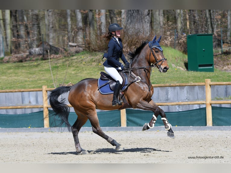 KWPN Caballo castrado 14 años 170 cm Castaño in Walldorf