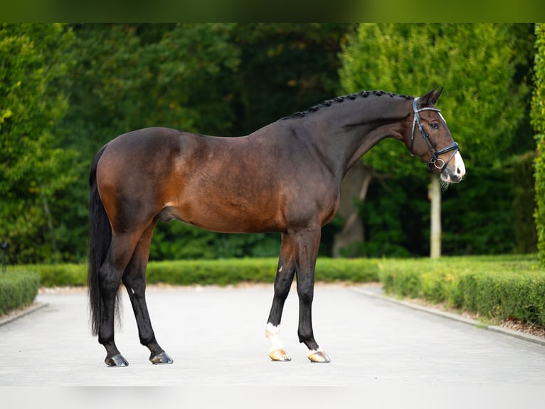 KWPN Caballo castrado 14 años 170 cm Castaño rojizo in Mol