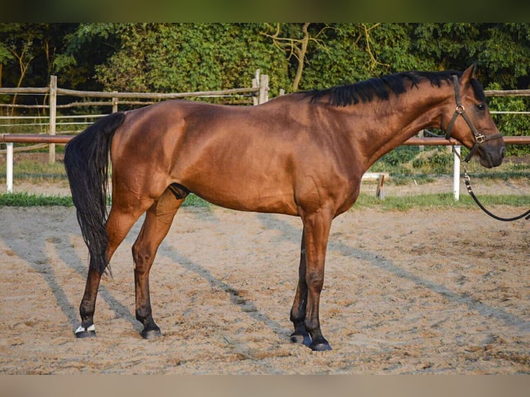 KWPN Caballo castrado 14 años 170 cm Castaño rojizo in Ajka